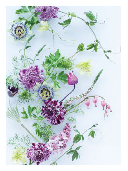 フラワーポストカード4538480741213