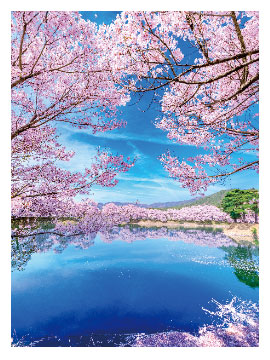 サクラ３Ｄポストカード4538480741305