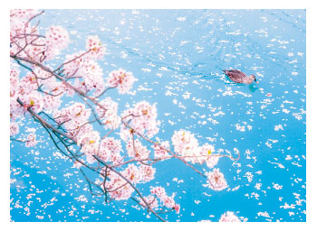 サクラ　ポストカード4538480741312